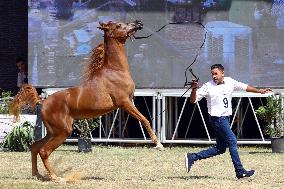 EGYPT-SHARQIA-ARABIAN HORSE FESTIVAL-BEAUTY CONTEST