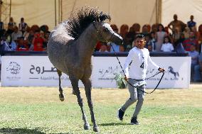 EGYPT-SHARQIA-ARABIAN HORSE FESTIVAL-BEAUTY CONTEST