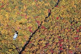 Autumn leaves in northern Japan
