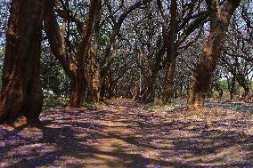 ZIMBABWE-HARARE-JACARANDA TREES-BLOSSOM