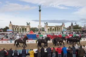 (SP)HUNGARY-BUDAPEST-EQUESTRIAN-NATIONAL GALLOP