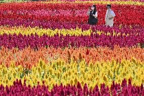 Japan's keito autumn flowers