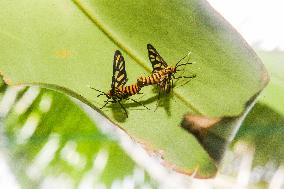 PHILIPPINES-BULACAN-WORLD ANIMAL DAY