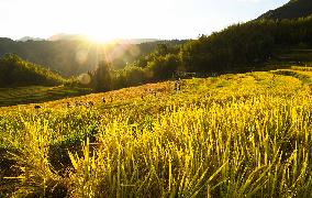 CHINA-AUTUMN-SCENERY (CN)