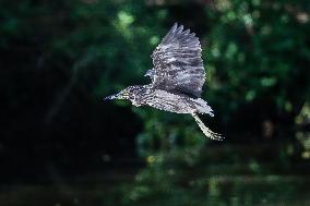 PHILIPPINES-BULACAN-NIGHT HERON