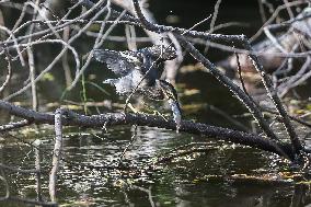 PHILIPPINES-BULACAN-NIGHT HERON