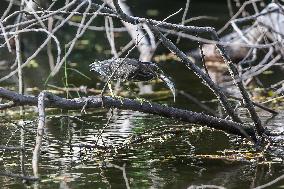 PHILIPPINES-BULACAN-NIGHT HERON