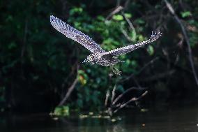 PHILIPPINES-BULACAN-NIGHT HERON