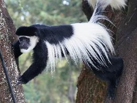 KENYA-NYERI-COLOBUS GUEREZA