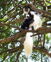 KENYA-NYERI-COLOBUS GUEREZA