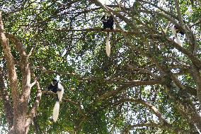 KENYA-NYERI-COLOBUS GUEREZA