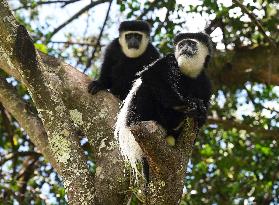 KENYA-NYERI-COLOBUS GUEREZA