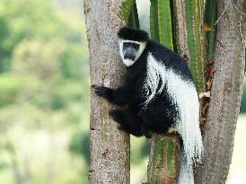 KENYA-NYERI-COLOBUS GUEREZA