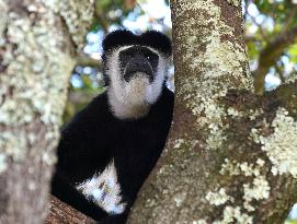 KENYA-NYERI-COLOBUS GUEREZA