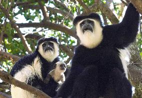 KENYA-NYERI-COLOBUS GUEREZA