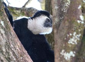 KENYA-NYERI-COLOBUS GUEREZA