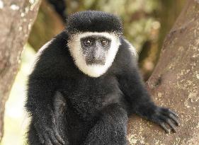 KENYA-NYERI-COLOBUS GUEREZA