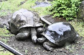 Aldabra giant tortoises