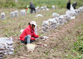#CHINA-COLD DEW-AGRICULTURAL ACTIVITIES (CN)