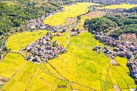 #CHINA-FARMING-HARVEST (CN)