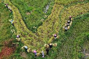 #CHINA-FARMING-HARVEST (CN)