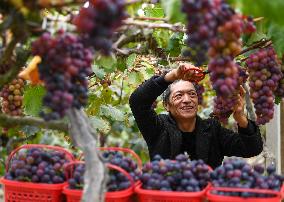 #CHINA-FARMING-HARVEST (CN)