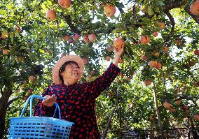 #CHINA-FARMING-HARVEST (CN)