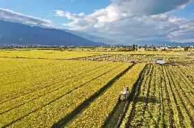 #CHINA-FARMING-HARVEST (CN)