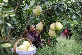 #CHINA-FARMING-HARVEST (CN)