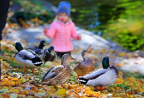 BELARUS-MINSK-AUTUMN SCENERY
