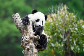 Xinhua Headlines: National park boosts panda protection, benefits locals