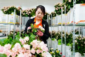 CHINA-SHANDONG-JUXIAN COUNTY-CUT FLOWER-INDUSTRY (CN)