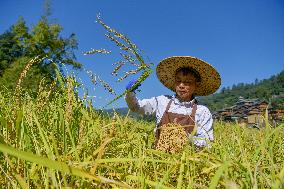 CHINA-GUIZHOU-CONGJIANG-RICE-HARVEST (CN)