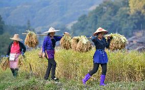 CHINA-GUIZHOU-CONGJIANG-RICE-HARVEST (CN)