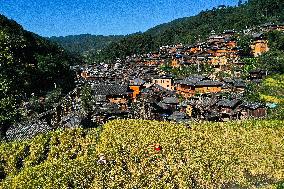 CHINA-GUIZHOU-CONGJIANG-RICE-HARVEST (CN)