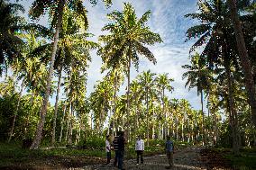 INDONESIA-DONGGALA-COCONUT-HARVEST