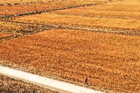 CHINA-JILIN-DA'AN-RICE-HARVEST (CN)