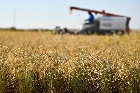 CHINA-JILIN-DA'AN-RICE-HARVEST (CN)