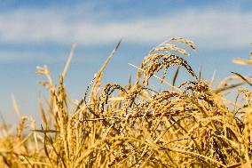 CHINA-JILIN-DA'AN-RICE-HARVEST (CN)