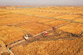 CHINA-JILIN-DA'AN-RICE-HARVEST (CN)