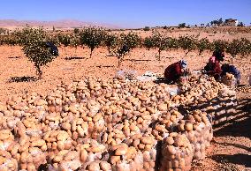 SYRIA-DAMASCUS-POTATOES-HARVEST