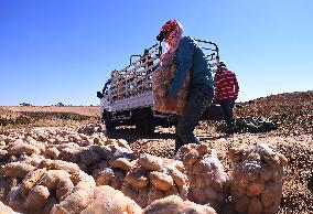 SYRIA-DAMASCUS-POTATOES-HARVEST