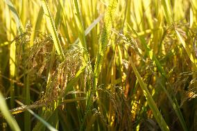 CHINA-JIANGXI-NANCHANG-RICE-PLANTING-PROCESSING (CN)