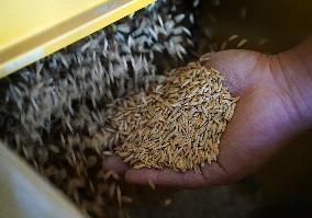 CHINA-JIANGXI-NANCHANG-RICE-PLANTING-PROCESSING (CN)