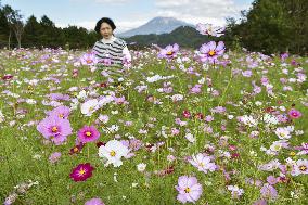 Cosmos flowers in full bloom at western Japan park