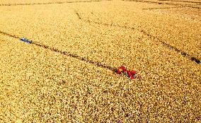 CHINA-INNER MONGOLIA-TONGLIAO-CORN-HARVEST (CN)