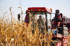 CHINA-INNER MONGOLIA-TONGLIAO-CORN-HARVEST (CN)