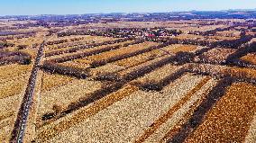 CHINA-INNER MONGOLIA-TONGLIAO-CORN-HARVEST (CN)