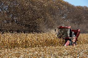 CHINA-INNER MONGOLIA-TONGLIAO-CORN-HARVEST (CN)