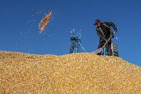 CHINA-INNER MONGOLIA-TONGLIAO-CORN-HARVEST (CN)